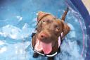 Cooling down - Loki the Lab in a paddling pool
