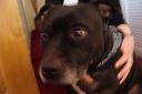 Tom was taken to Battersea Dogs Home after going missing last week