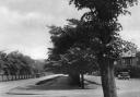 The lime trees in Ranger's Avenue, Chingford c1940