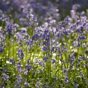 Visitors to Epping Forest are being asked to keep to footpaths to protect the bluebells (Image: City of London Corporation/Yvette Woodhouse)