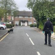 A police sniffer dog sweeps through the streets around the police cordon in Hainault, where a 14-year-old boy was killed in a sword attack