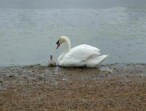 The lone swan and his son in the days following the dog attack (Photo by Andrew Gammie, City of London)