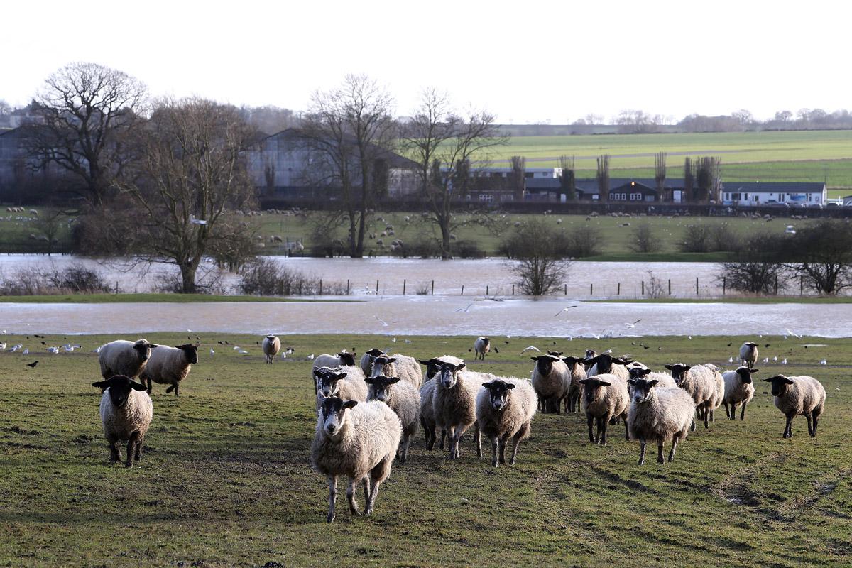 Sheep near flooding in a field beside Epping Lane. nr Abridge. (1/2/2013) EL74953_3