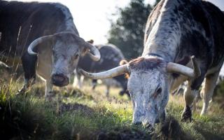 Longhorn cows graze in Wanstead Park (Image: PA)