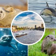 Have you ever spotted these animals in the River Thames?