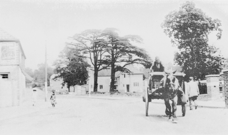 Compare pictures of a Cedar tree that still stands in Loughton, Essex, a century later | East London and West Essex Guardian Series - Vimarsana News