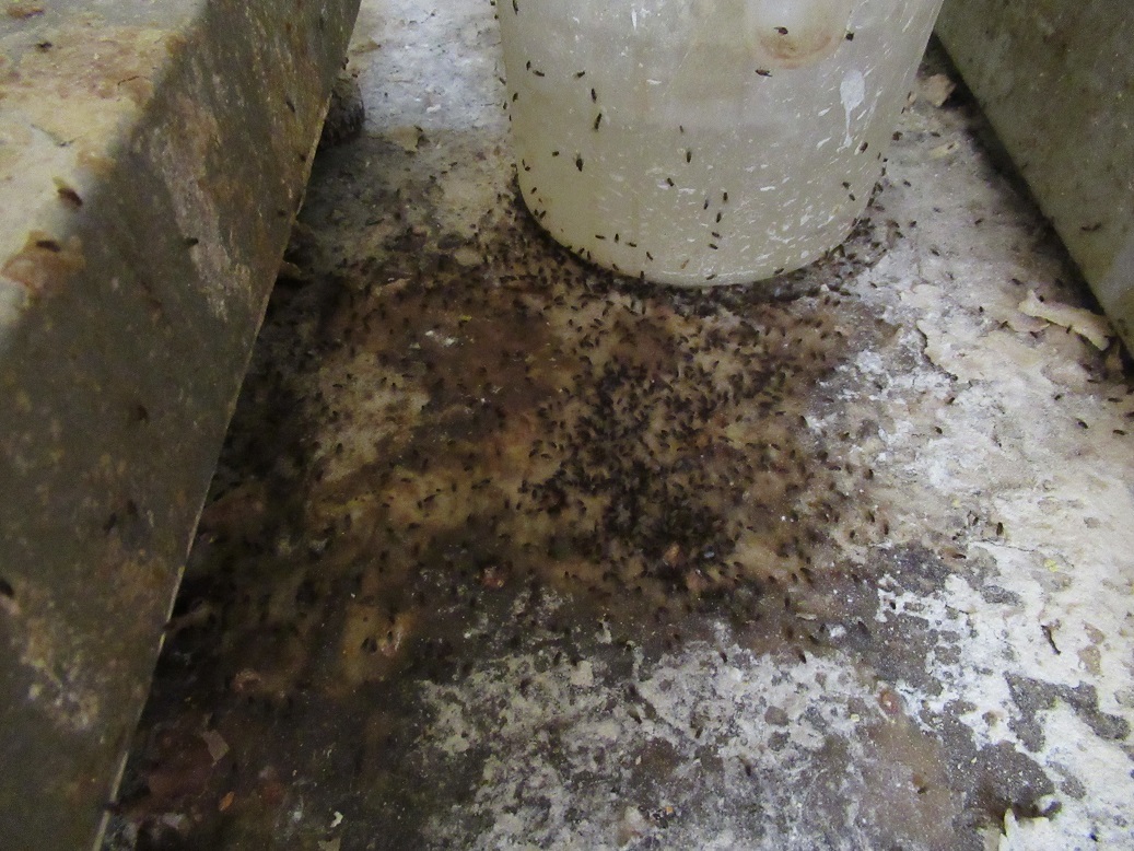 Surfaces swarming with fruit flies in Flour Power, Leyton (WF Council)
