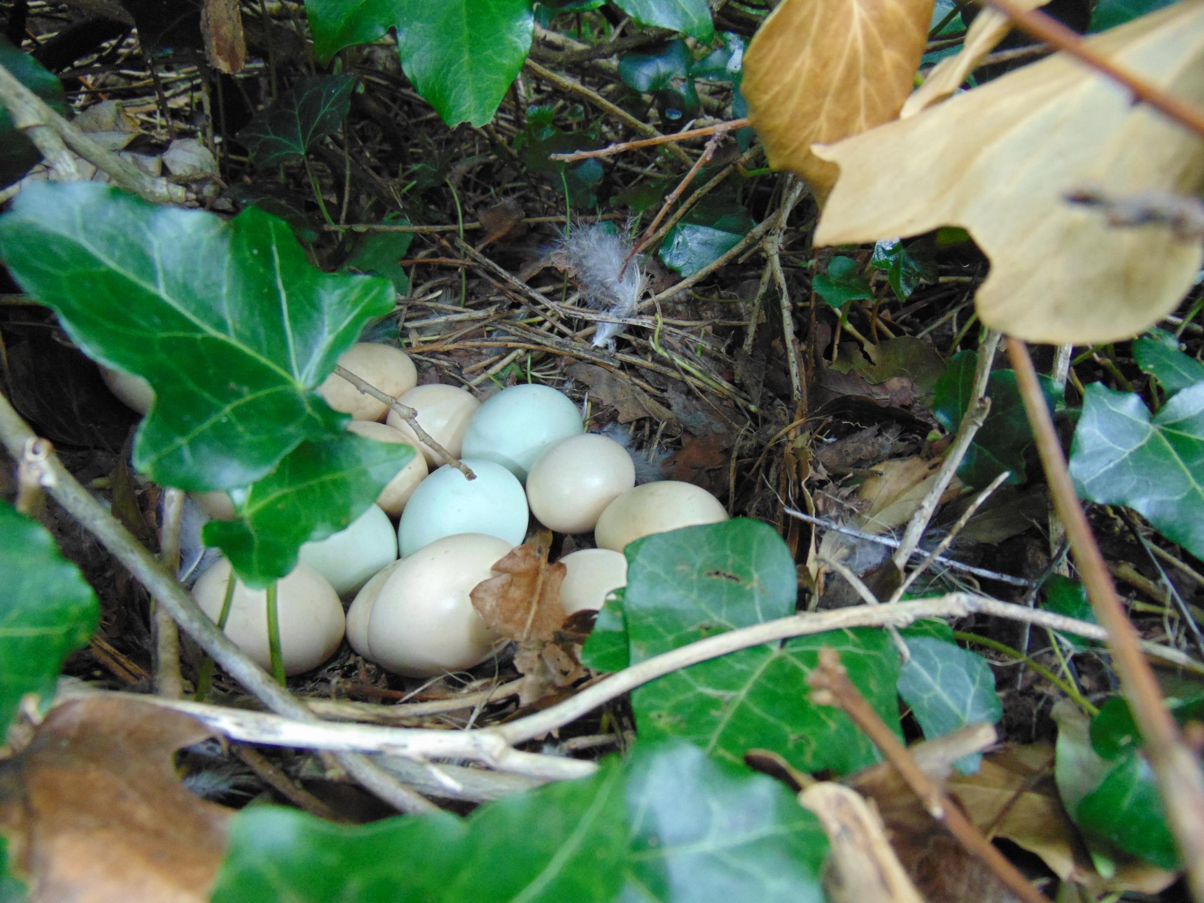 A well concealed chicken nest in the woods.