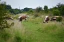 Longhorn cows have been doing essential work while grazing in Epping Forest (Picture: City of London Corporation)