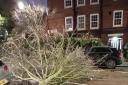 The tree fell across Lloyd Baker Street in Clerkenwell on Tuesday ( January 2), missing a car by 