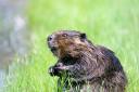 Beavers could be returning to Brent's rivers after four centuries