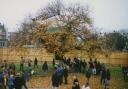 The 'M11 Tree' during the 1993 protest