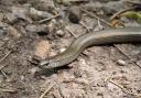 Slow worms (pictured) and common lizards are to be relocated from Essex to Claybury Park. Credit: Pixabay