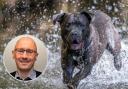 Brett Ellis wants the Dangerous Dogs Act reviewed to include the American Bully  Picture: Pixaby