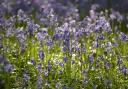 Visitors to Epping Forest are being asked to keep to footpaths to protect the bluebells (Image: City of London Corporation/Yvette Woodhouse)