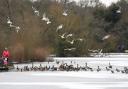 Birds on a frozen lake in Epping Forest (Image: PA)