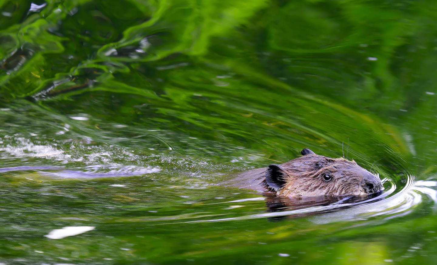 Beavers are back in London