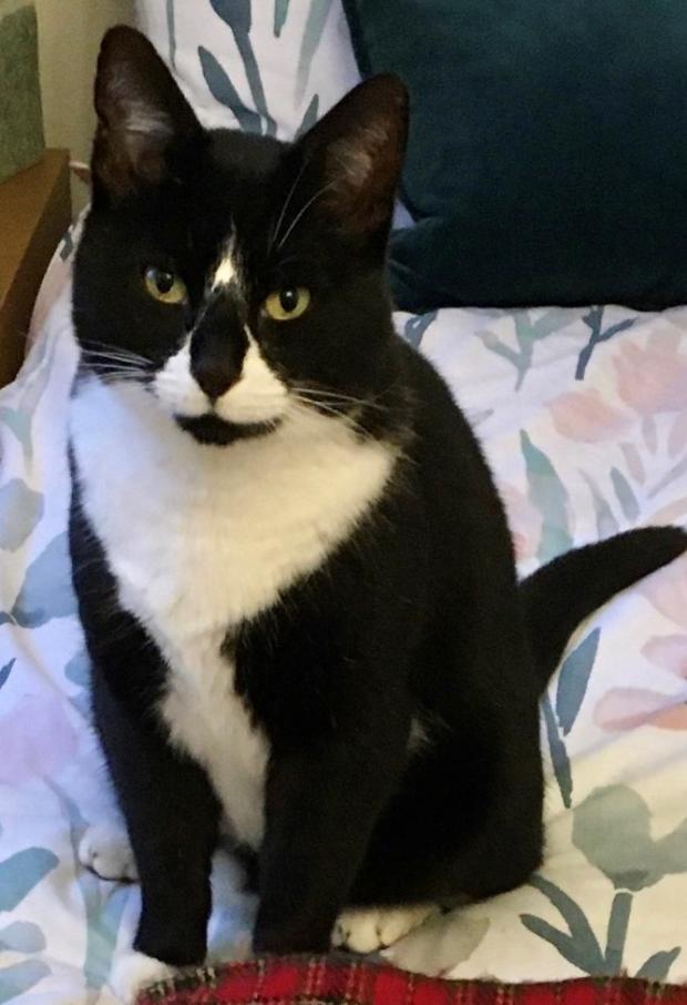 East London and West Essex Guardian Series: Charlie the cat jumped into a furniture delivery can in Halling, Kent, and hopped out in Leytonstone. He was later found in the Wanstead Flats area