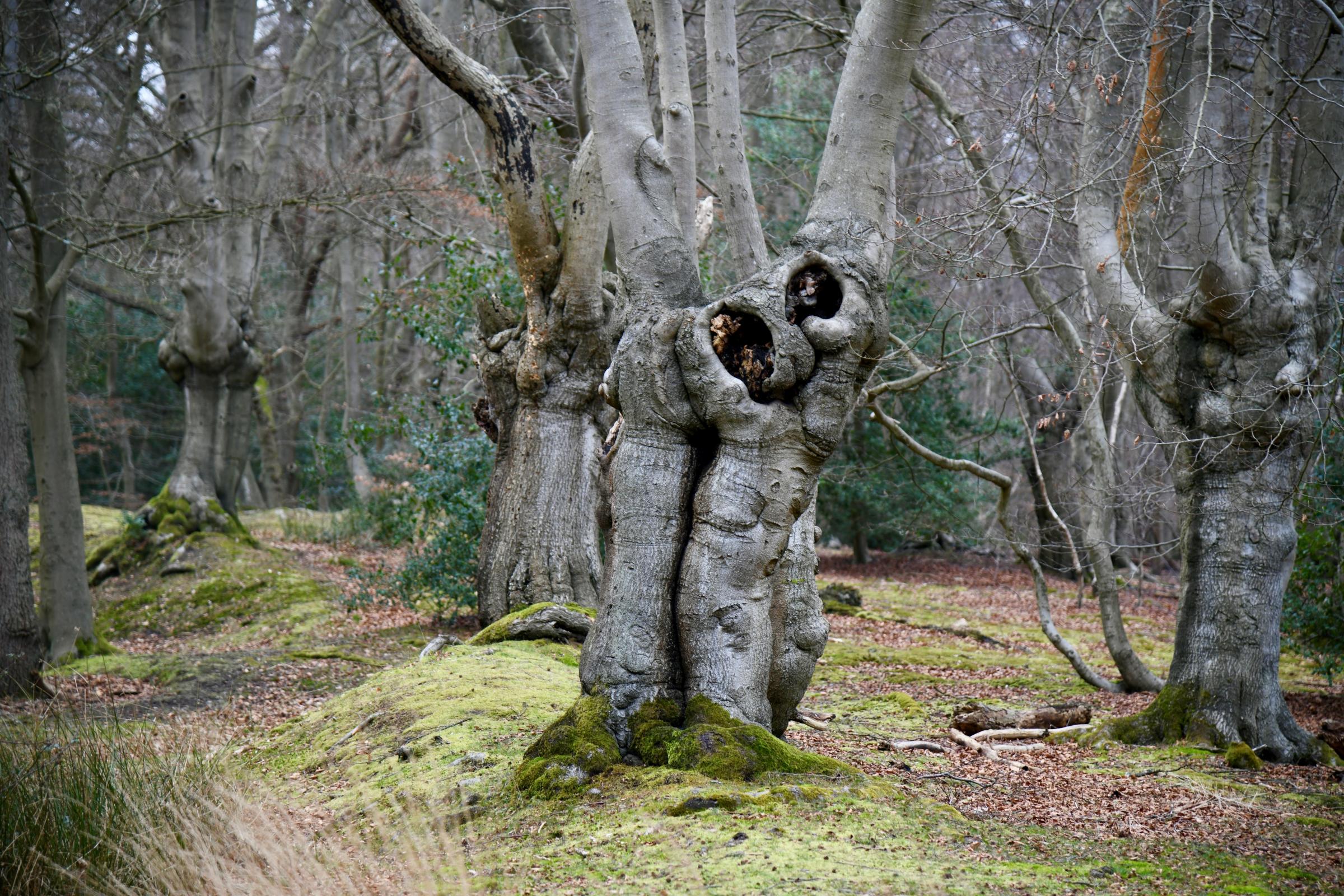 Ancient trees in Epping Forest. Photo: Yve Woodhouse, City of London Corporation