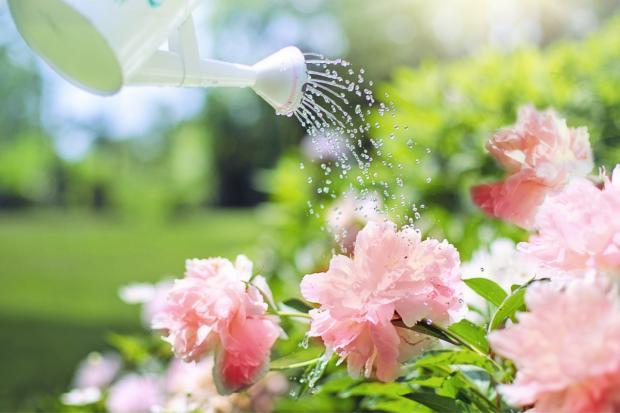 East London and West Essex Guardian Series: A watering can watering some pink flowers. Credit: Canva