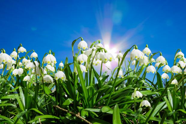 East London and West Essex Guardian Series: Snowdrops. Credit: Canva