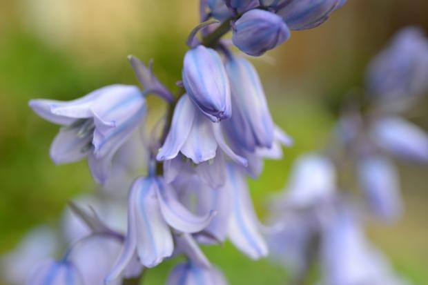 East London and West Essex Guardian Series: Bluebells. Credit: Canva
