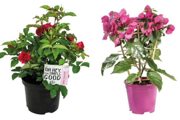 East London and West Essex Guardian Series: (left) Garden Rose and (right) Bougainvillea (Lidl/Canva)