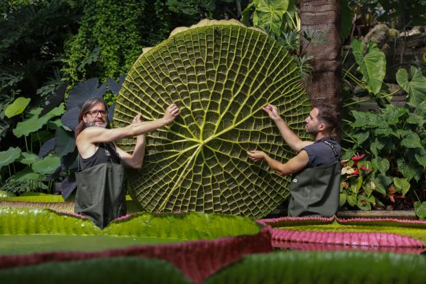 East London and West Essex Guardian Series: Kew Gardens new Giant Waterlily. (PA)