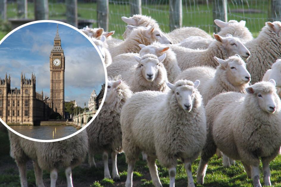 London streets to be filled with hundreds of sheep this weekend