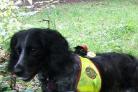Molly, one of the dogs trained by Search Dogs Essex