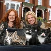 Michelle Flack and Jackie Clune with the kittens