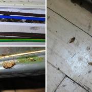 An infestation was found at Plough & Harrow pub