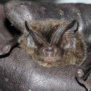 The Barbastelle Bat had not been seen in London since the late 1950s.
