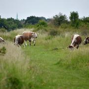 Longhorn cows have been doing essential work while grazing in Epping Forest (Picture: City of London Corporation)