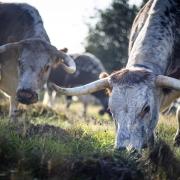 Longhorn cows graze in Wanstead Park (Image: PA)