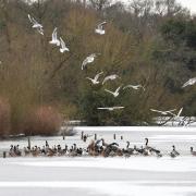 Birds on a frozen lake in Epping Forest (Image: PA)