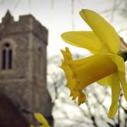 Signs of new life in a churchyard as daffodils bloom ahead of Easter (Image: Newsquest)
