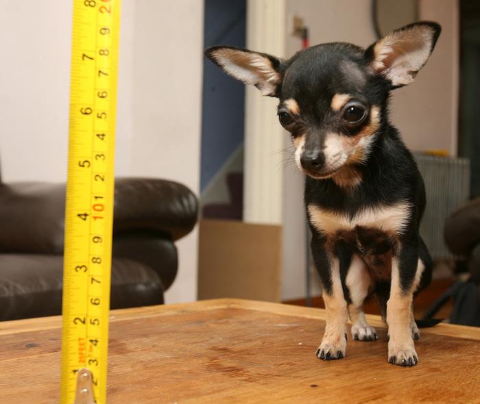 WALTHAMSTOW: Cheeky Chihuahua 'one of smallest dogs in world
