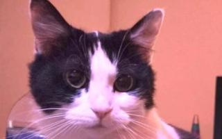 Six-year-old Fluffy has a heart of gold (Image: Cats Protection)