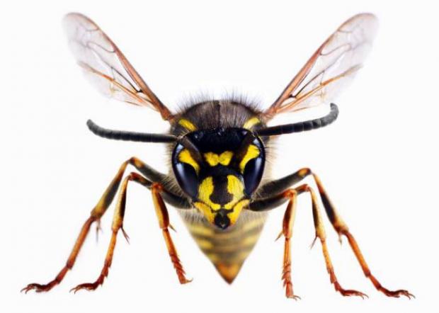 East London and West Essex Guardian Series: A wasp
